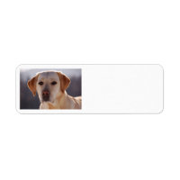 labrador amarelo