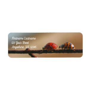 Etiqueta Ladybugs Play Siga O Endereço Leader