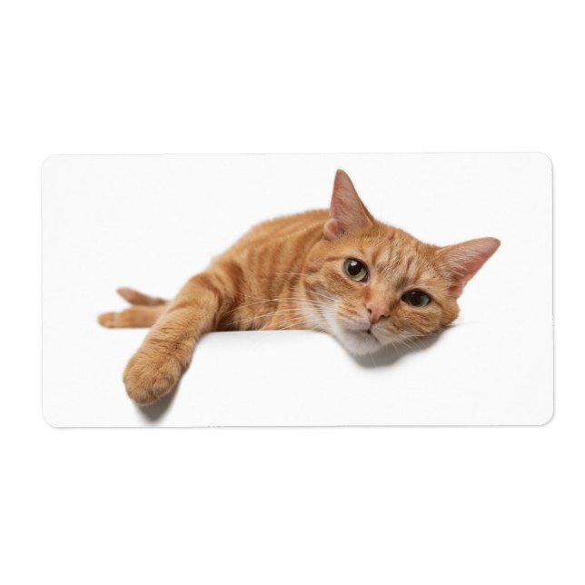 Etiqueta Laranja Gato (Frente)