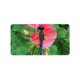 Etiqueta Libélula azul no fundo cor-de-rosa do verde da