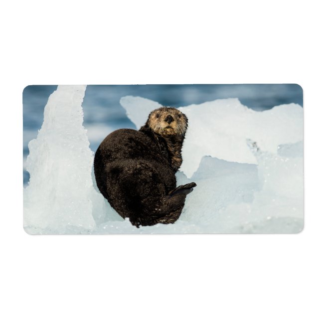 Etiqueta Lontra do mar em repouso (Frente)