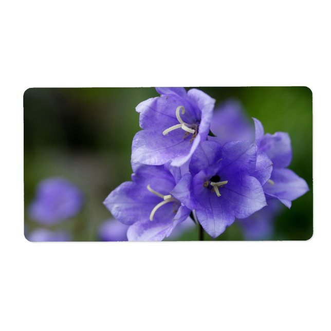 Etiqueta Lovely Bellflower Campanula (Frente)
