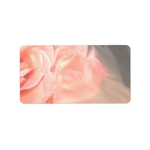 Etiqueta Luz - reflexão do rosa do rosa na prata