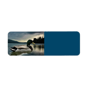 Etiqueta Mallard Duck No Lago