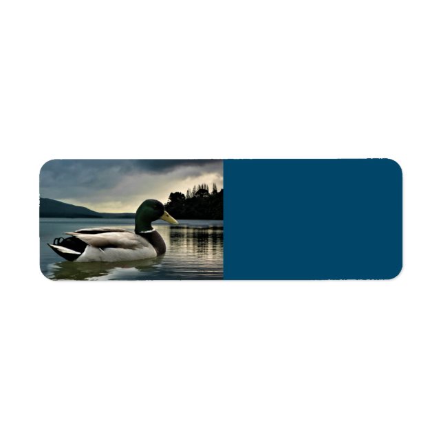 Etiqueta Mallard Duck No Lago (Frente)
