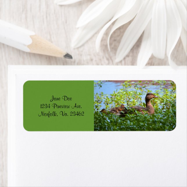 Etiqueta Mallard e Ducklings por Shirley Taylor (Insitu)