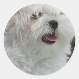 Etiqueta maltesa branca do filhote de cachorro