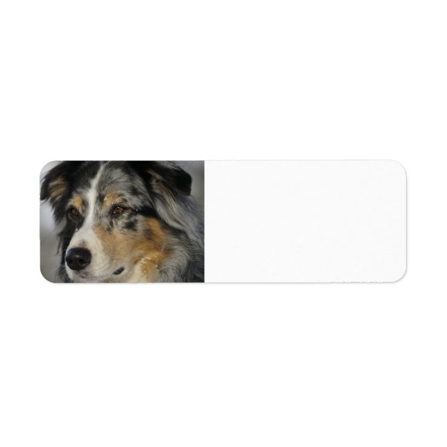 Etiqueta Miniature American Shepherd Blue Merle segundo (Frente)