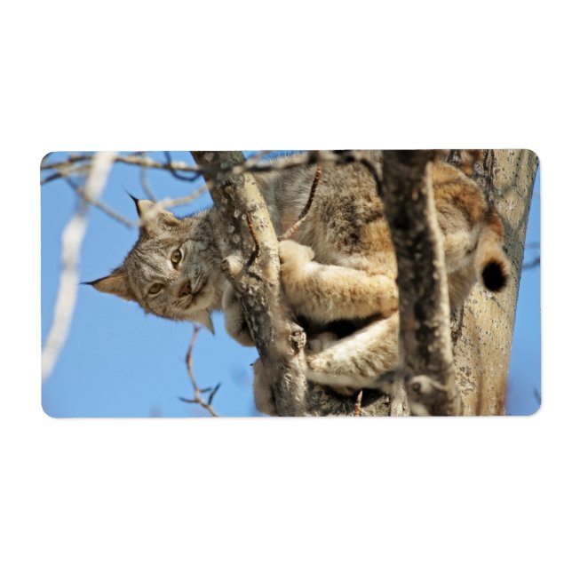 Etiqueta Mischievous Lynx (Frente)