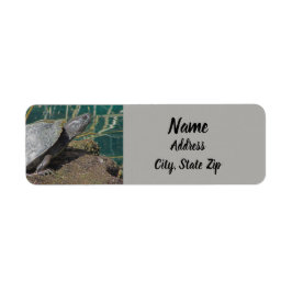 Etiqueta Nature Turtle Photo Reptile Lake Animal Endereço