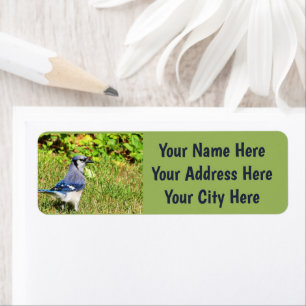 Etiqueta Norte Blue Jay
