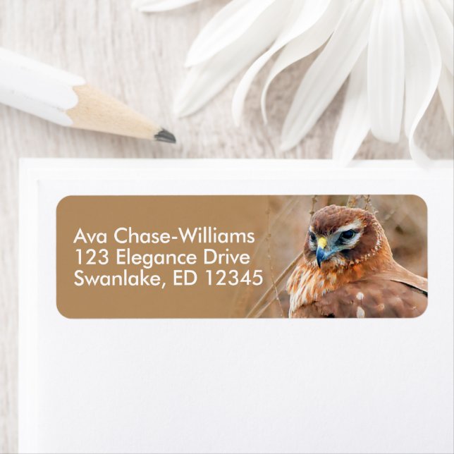 Etiqueta Norte surpreendente Harrier Hawk em Márshes (Insitu)