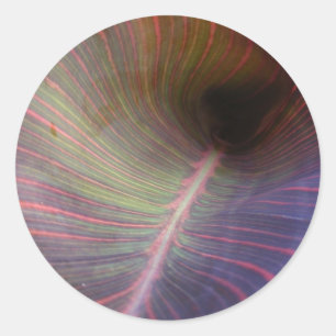 Etiqueta nova do ~ da folha de Canna