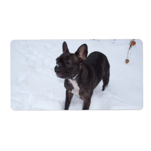 Etiqueta O Cachorro Negro Doce Gosta De Neve