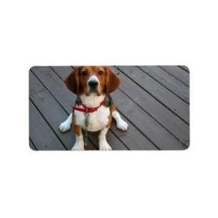 Etiqueta O cão o mais bonito do lebreiro nunca