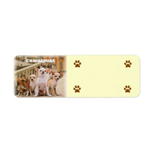 Etiqueta O grupo da chihuahua