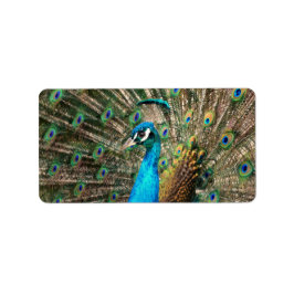 Etiqueta O pavão azul