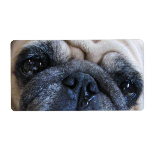 Etiqueta Obtenha o cão logo doente bom do Pug