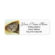 Ocultando Endereço de Devolução do Kitten