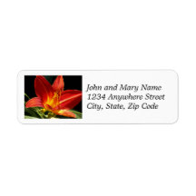 Orange Daylily Bloom Floral Return Endereço
