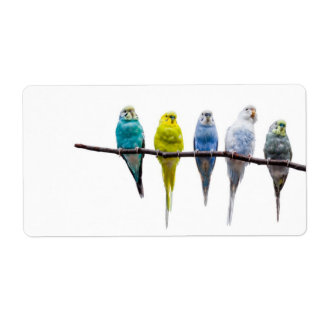 Etiqueta Orçamentos