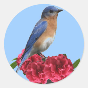 Etiqueta oriental da camélia do Bluebird