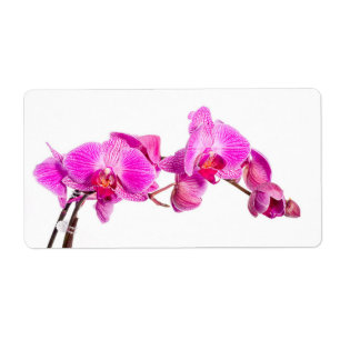 Etiqueta Orquídea