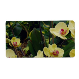 Etiqueta Orquídeas de Phalaenopse Amarela bonito e Vermelha