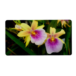 Etiqueta Orquídeas Púrpura Amarelas Miltonia Sunset
