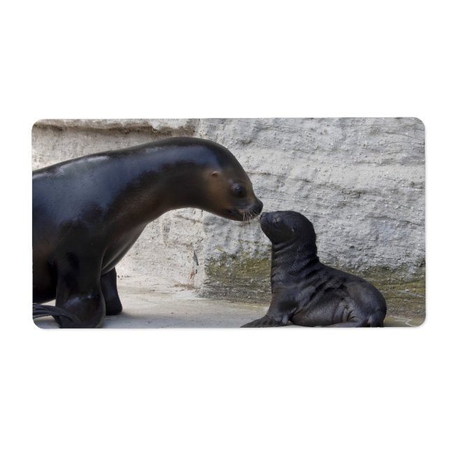 Etiqueta Otaria flavescens (Frente)