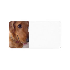 Etiqueta Ouro pateta