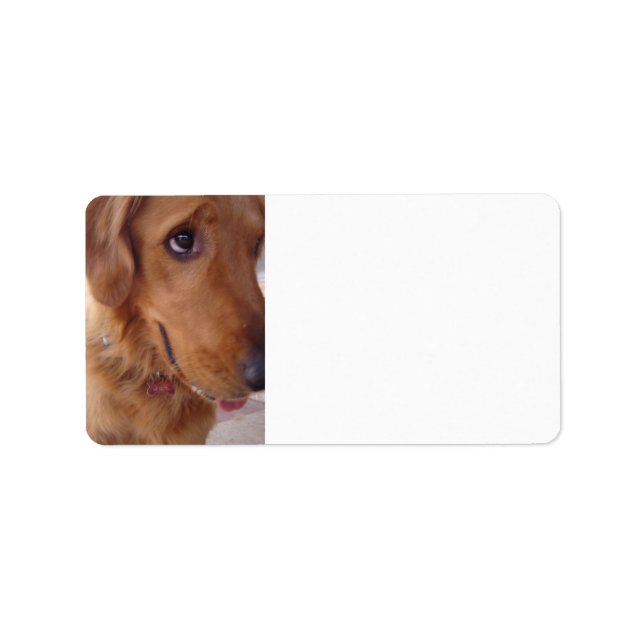 Etiqueta Ouro pateta (Frente)