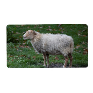 Etiqueta Ovis aries