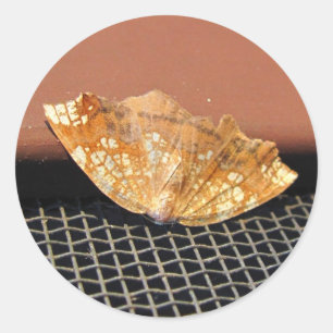 Etiqueta oxidada do ~ da traça