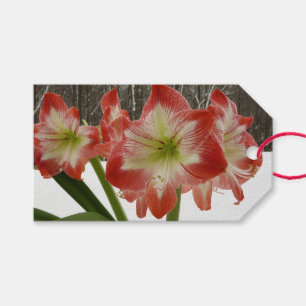 Etiqueta Para Presente Amaryllis no Feriado Vermelho de Neve Floral de in