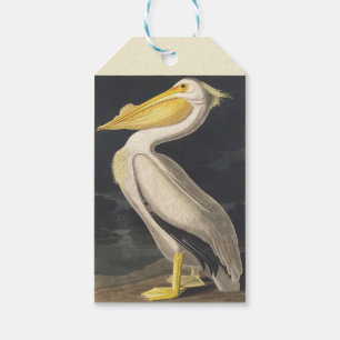 Etiqueta Para Presente Arte de Pássaro do Pelicano Branco Americano Vinta