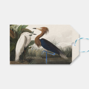 Etiqueta Para Presente Arte Vintage de Audubon da Garça-Vermelha
