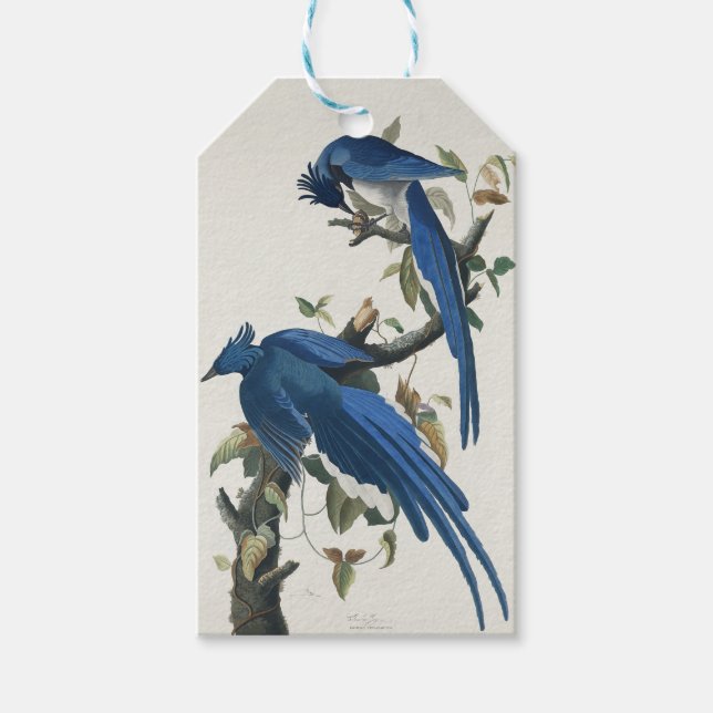 Etiqueta Para Presente Audubon Columbia Jay Black Throated Magpie Jay (Frente)