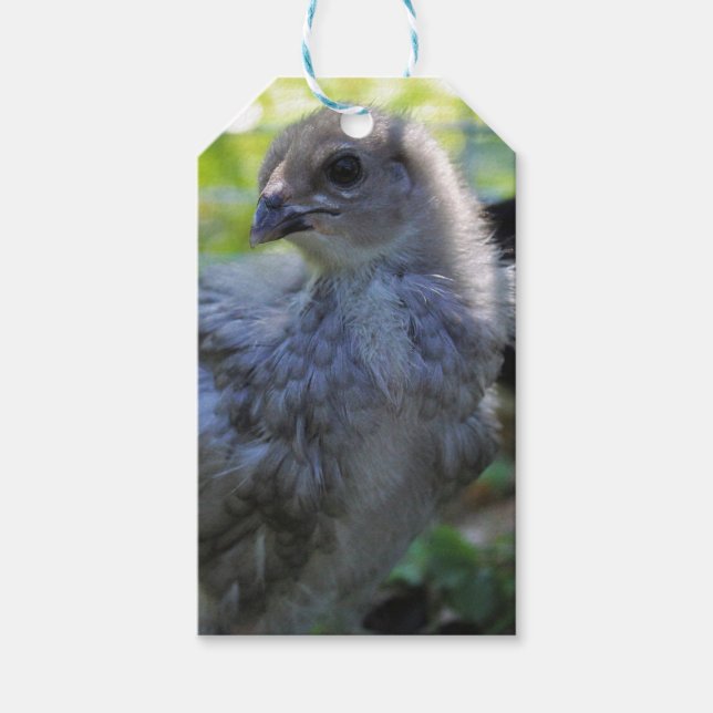 Etiqueta Para Presente Bluebell (Frente)