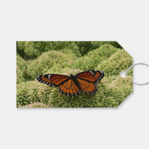 Etiqueta Para Presente Borboleta Viceroy Belo Caráter Fotografia