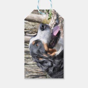 Etiqueta Para Presente cachorro de montanha bernês quarto