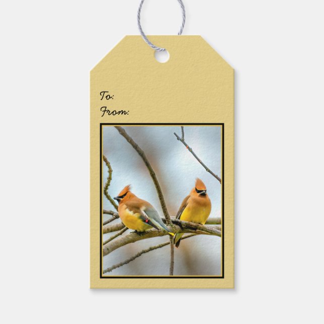 Etiqueta Para Presente Cedar Waxwing - Foto Original (Frente)