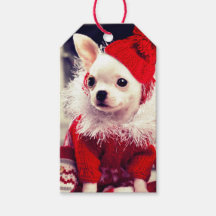 CHIHUAHUA NUM PATRIMÔNIO DE Papai Noel