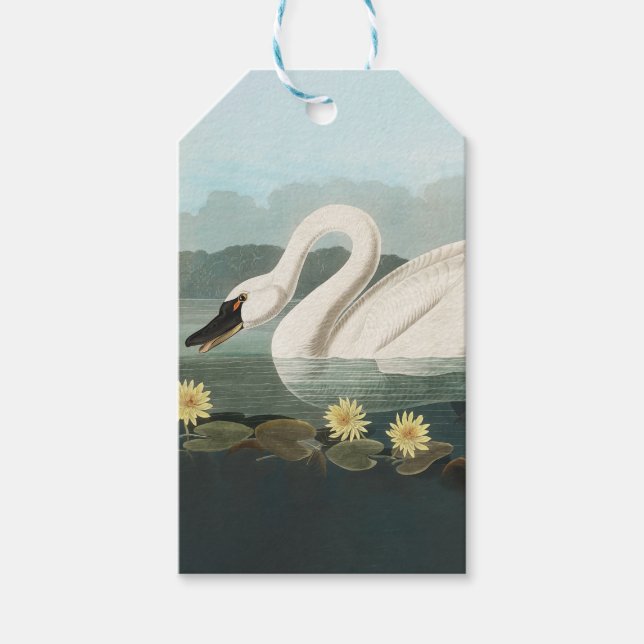 Etiqueta Para Presente cisnes brancas de pássaro de audubon do cisne (Frente)
