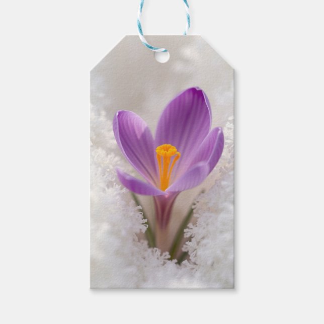 Etiqueta Para Presente Despertar da Primavera Crocus Roxo (Frente)