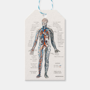 Etiqueta Para Presente Diagrama do Sistema de Anatomia Circulatória Vinta