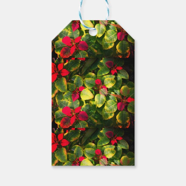 Etiqueta Para Presente Elegante Poinsettia Natal (Frente)