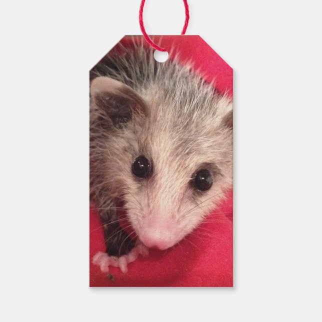 Etiqueta Para Presente Etiqueta de Presente Paulee Possum (Frente)