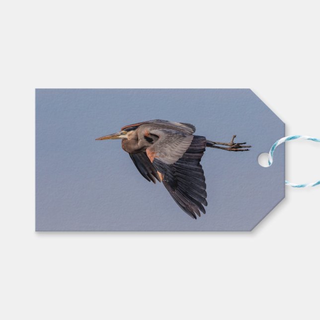 Etiqueta Para Presente Excelente Blue Heron em voo (Frente (horizontal))