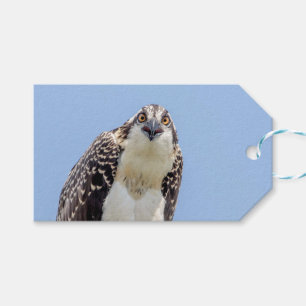 Etiqueta Para Presente Fechamento de um Osprey Juvenil